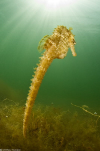 another sea-horse
 by Mathieu Foulquié 